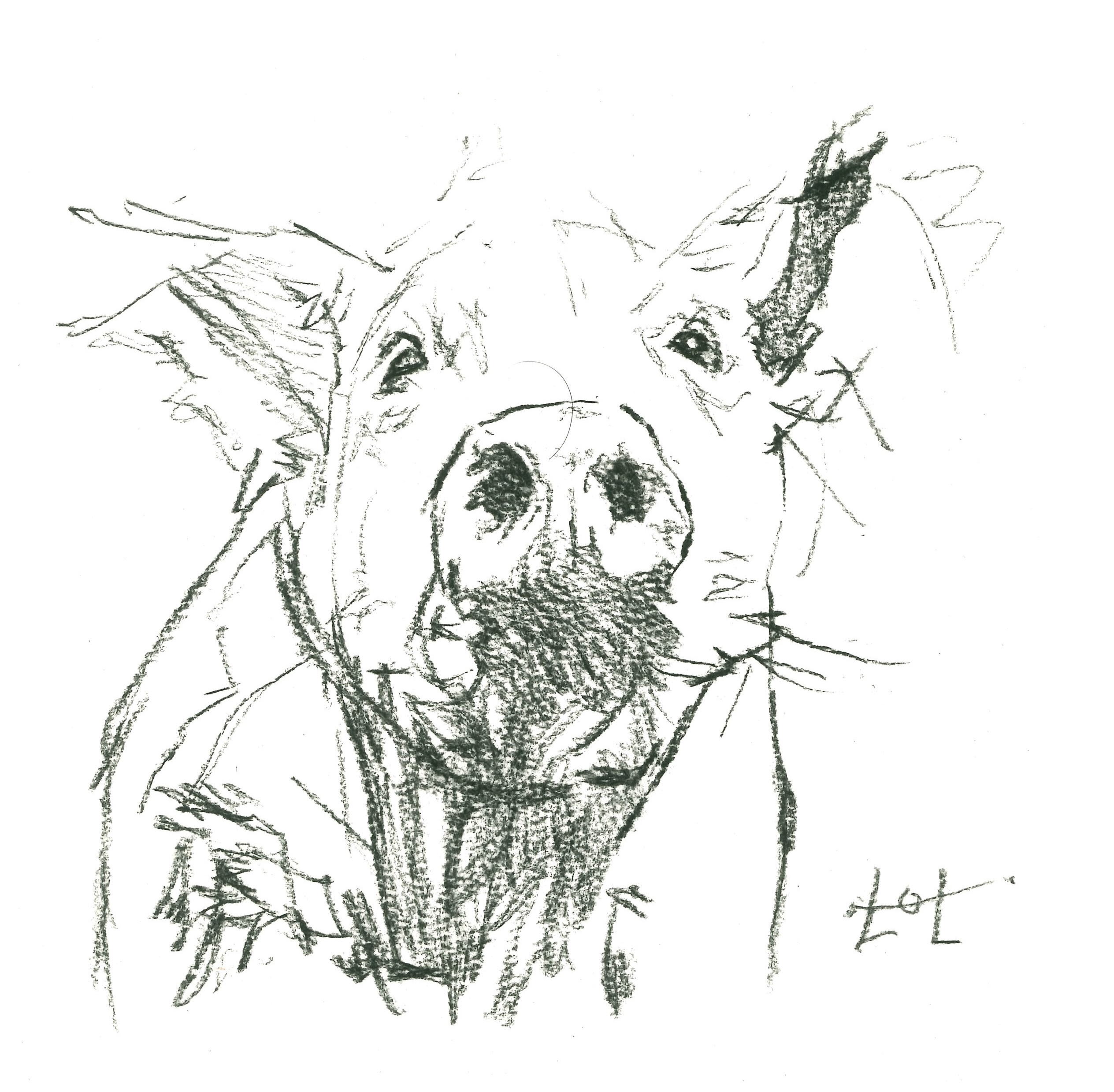 Animal 2